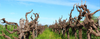 Chenin Blanc: The New Rockstar