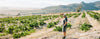 The Swartland