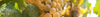 Riesling & Gewürztraminer