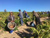 Carefully hand-picked wines